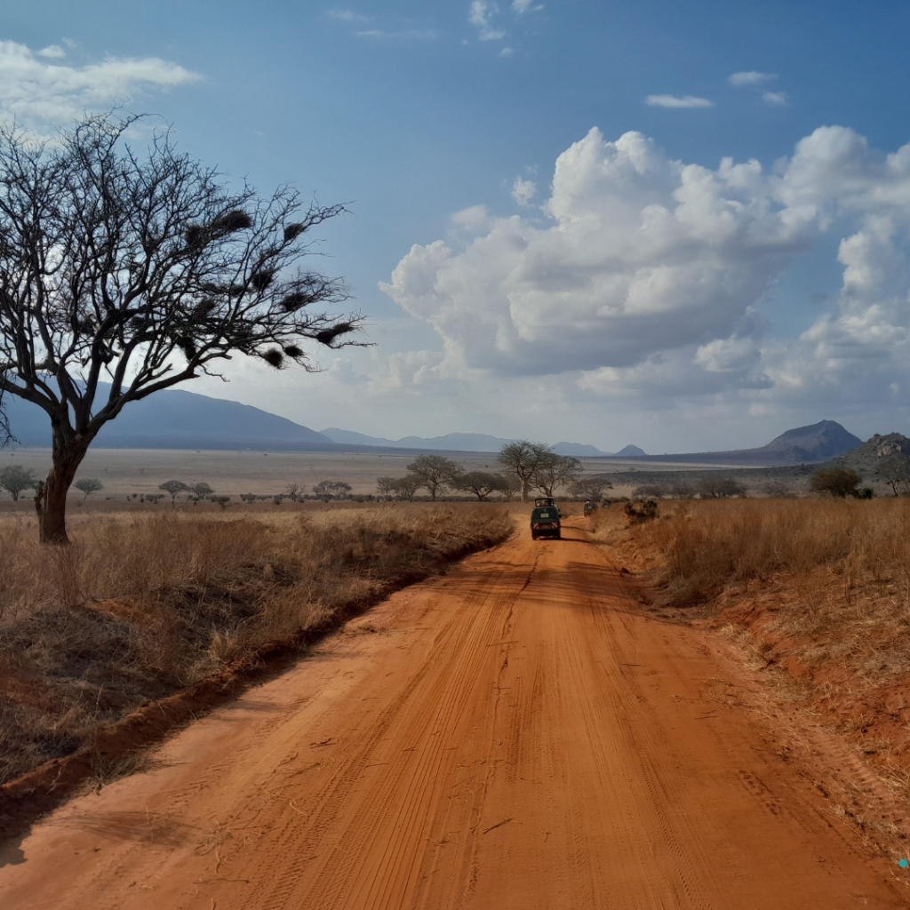 Kenya safari experience as a safer travel route for South Africans with direct flights from Johannesburg