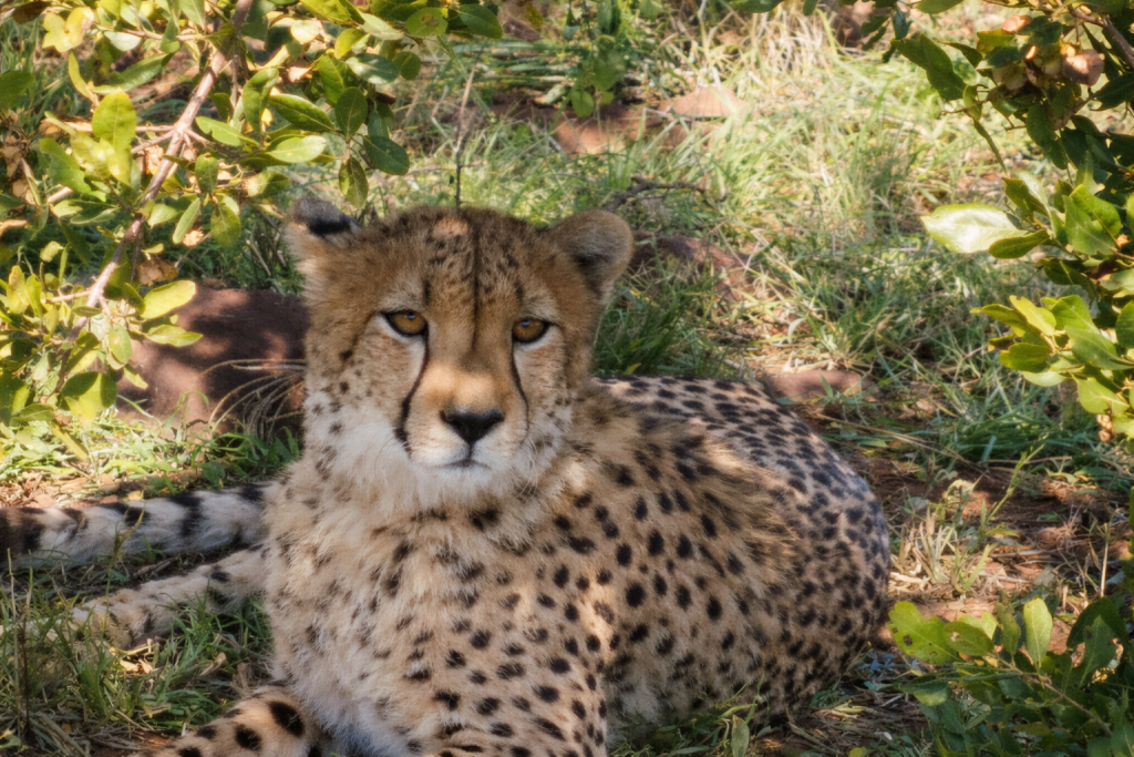 Cheetah Experience ZA