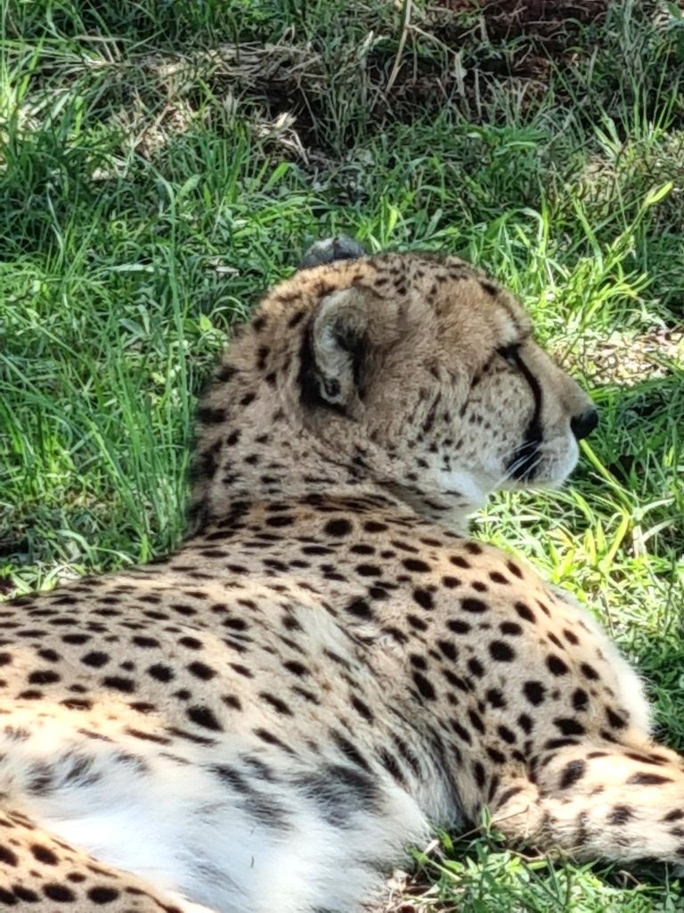 Cheetah Experience ZA