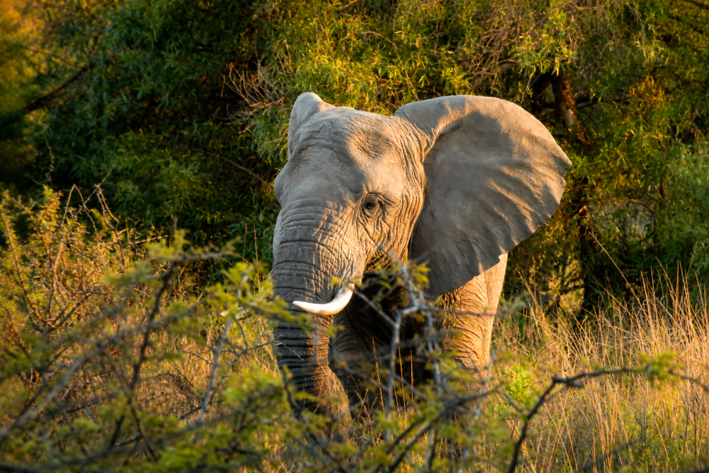Dinokeng self-drive safari with an African elephant in Dinokeng Game Reserve, South Africa