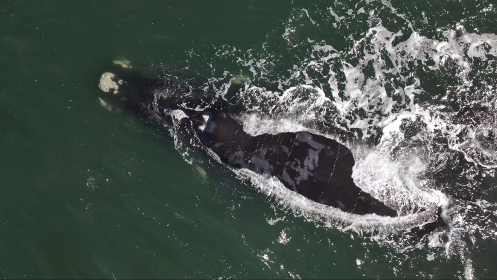 Southern Right Whale during whale season South Africa near Hermanus