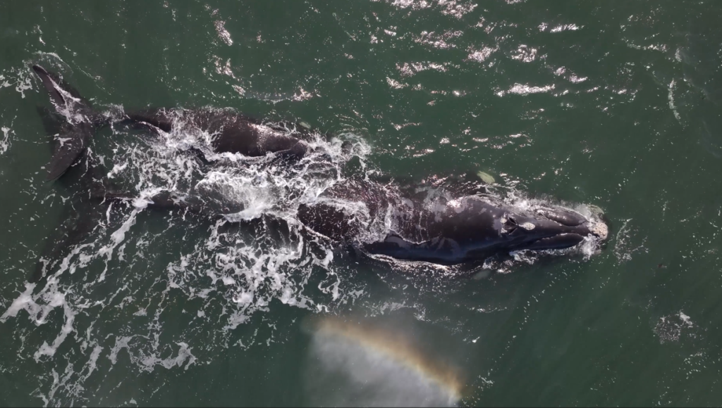 Whale season South Africa Southern Right Whale